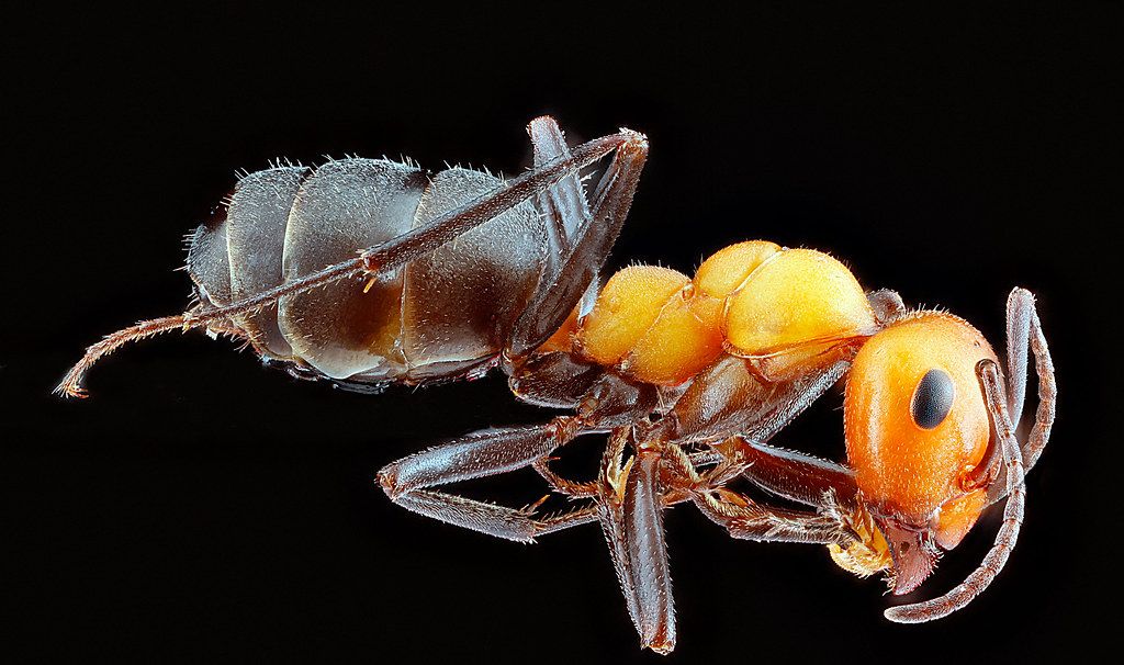Ant Control service in Bolingbrook, IL