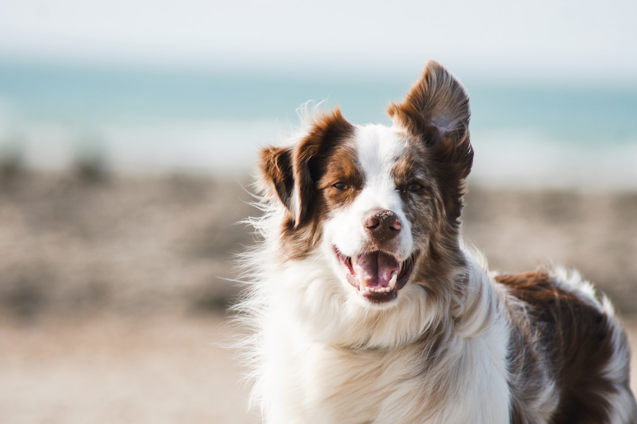 Flea & Tick Control service in Bolingbrook, IL