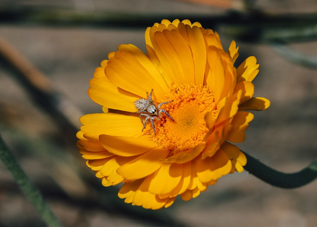 Spider Control service in Bolingbrook, IL